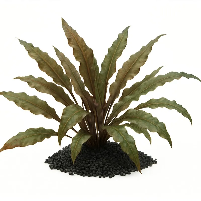 Brauner Wasserkelch: Cryptocoryne wendtii -braun- -im Topf- Neuheit